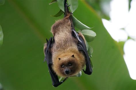 25 Mammals that Fly (A to Z List with Pictures) – Fauna Facts.